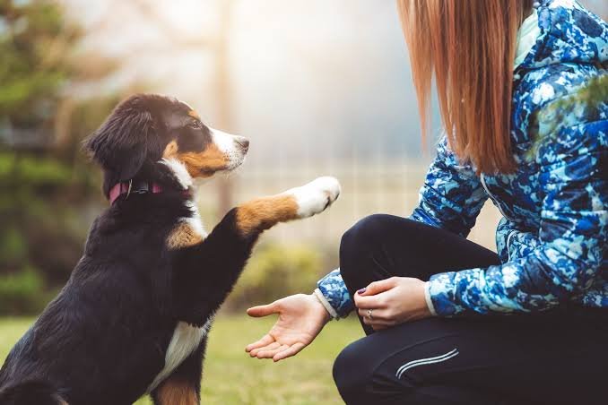 puppy manners